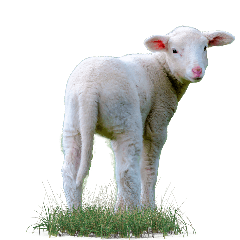 lamb-on-a-meadow-2022-03-08-01-25-43-utc